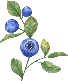 Watercolor Blueberries Branch